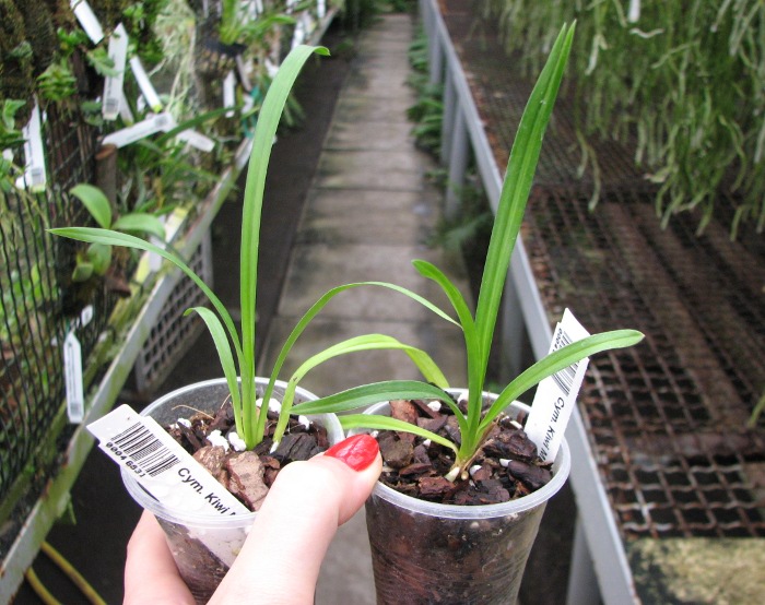 Cymbidium Kiwi Midnight.JPG
