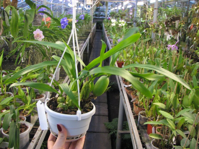 Coelogyne cristata.JPG
