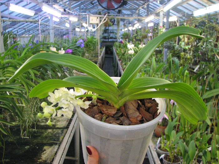 Rhynchostylis gigantea white.JPG