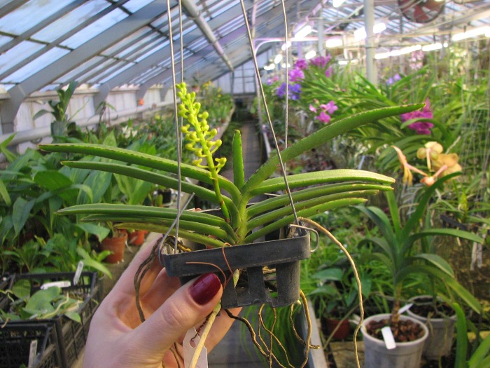 Ascocentrum miniatum.JPG