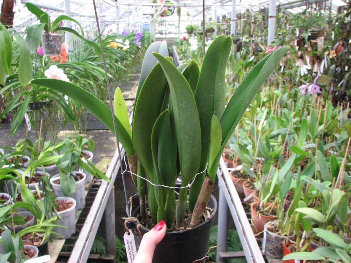 Brassolaeliocattleya Sanyung Ruby 'Shin Mei' (Waianae Coast x Chia Lin).JPG
