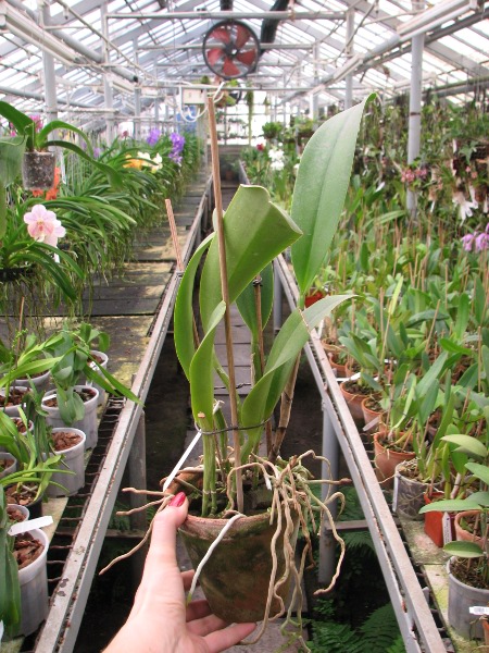 Brassolaeliocattleya Williette Wong 'The Best'.JPG