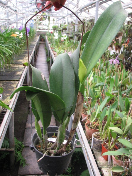 Brassolaeliocattleya Young Kong 'Sun No16'.JPG