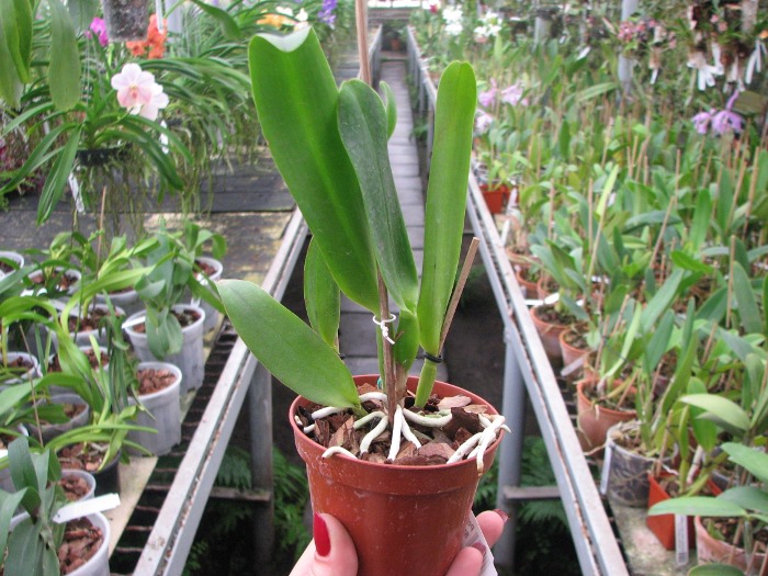 Potinara Susan Fender 'Cinnamon Stick'.JPG