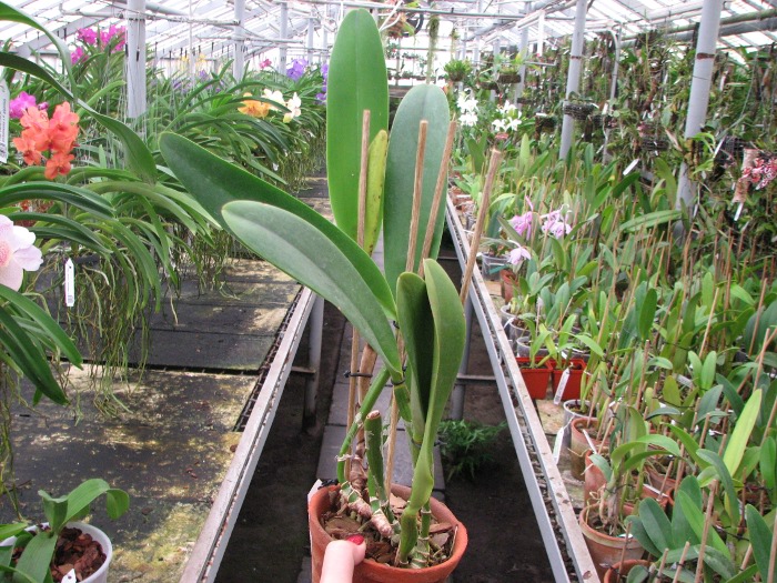 Brassolaeliocattleya Toshie Aoki 'Red Hsinying' (Faye Miyamoto x Waianae Flare).JPG