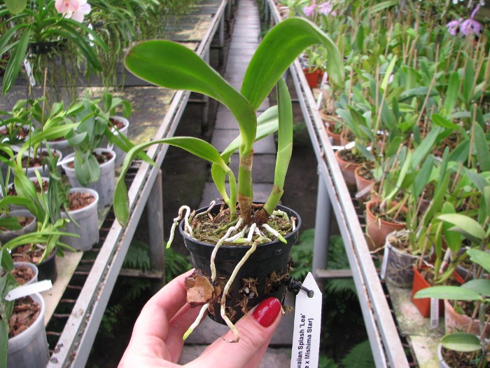 Sophrolaeliocattleya Hawaiian Splash 'Lea' (Payche x Mishima Star).JPG