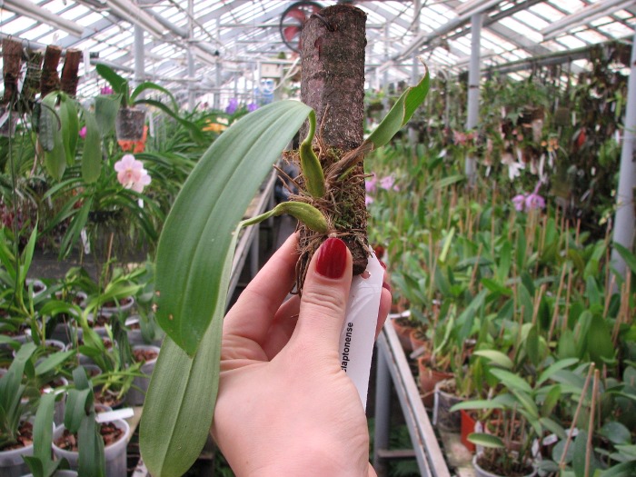 Bulbophyllum claptonense.JPG