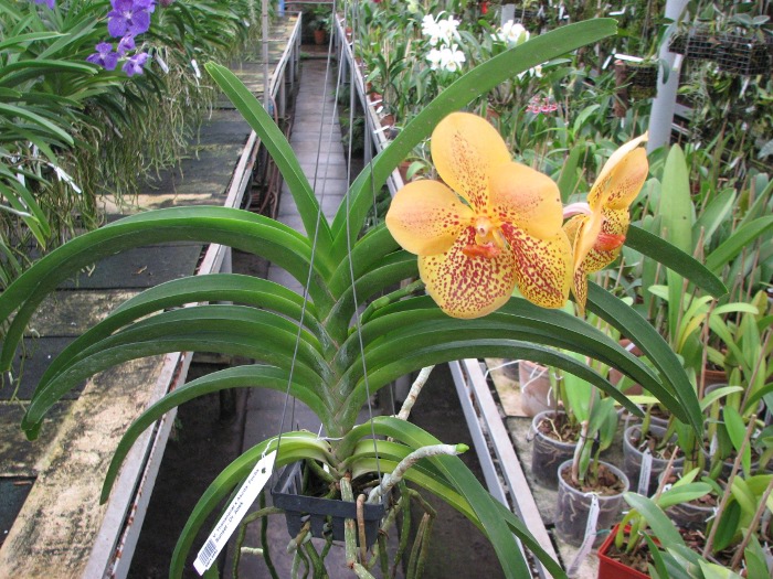 Vanda Thananprai x Ascocenda Fuchs Sunset - Dr. Anek.JPG