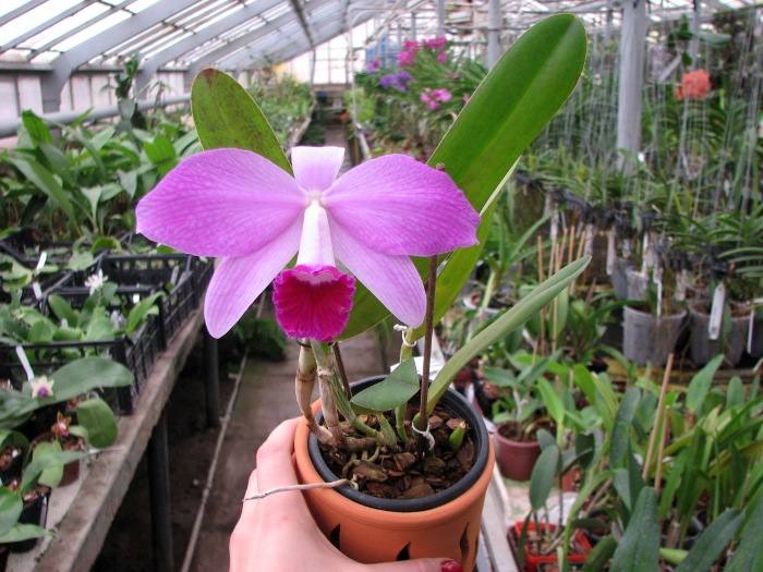 Laelia Newberry Sprite (Laelia perrinii x Laelia pumila) .JPG