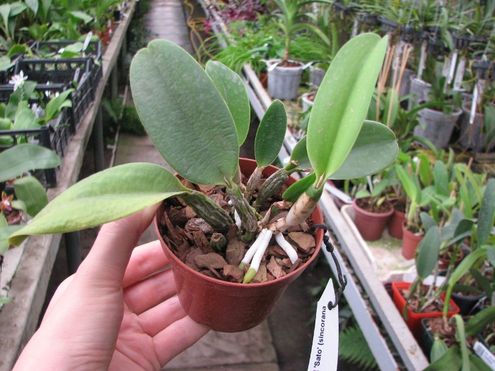 Laeliocattleya Love Knot 'Sato' (sincorana x walkeriana).JPG