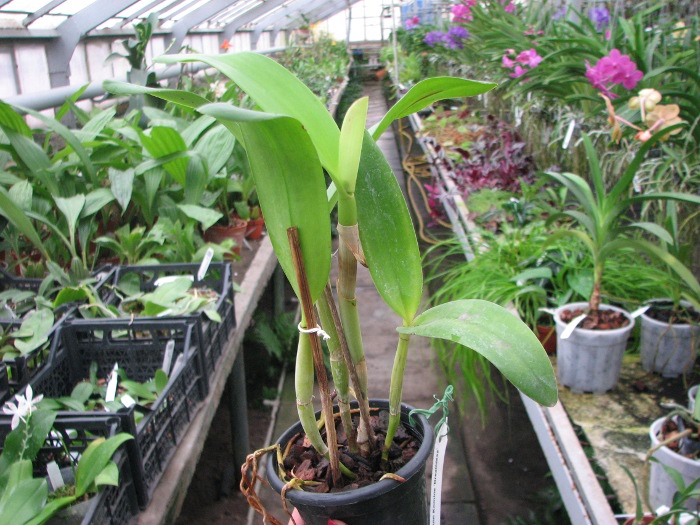 Sophrolaeliocattleya Ann Komine 'Breathless'.JPG