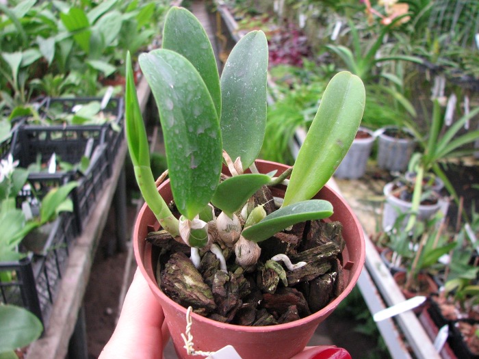 Laelia alaori x praestans.JPG