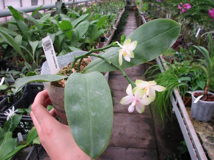 Phalaenopsis violacea alba.JPG