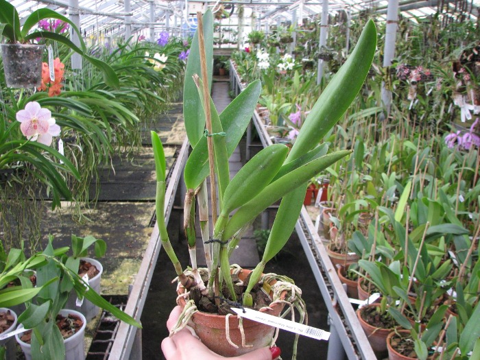 Brassocattleya Little Marmaid 'Janet'.JPG