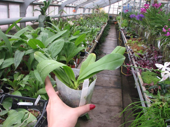 Phalaenopsis tetraspis .JPG