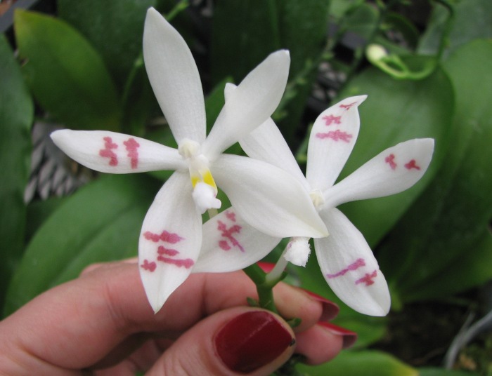 Phalaenopsis tetraspis.JPG