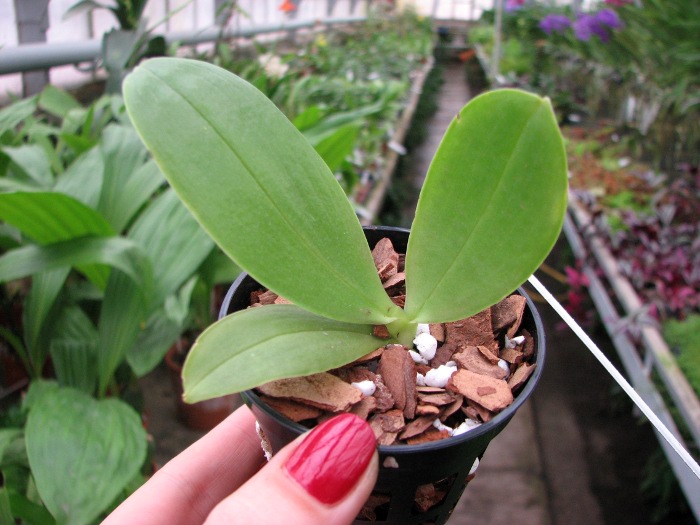 Phalaenopsis Orchid World.JPG