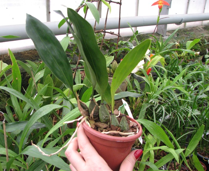 Bifrenaria harrisoniae.JPG