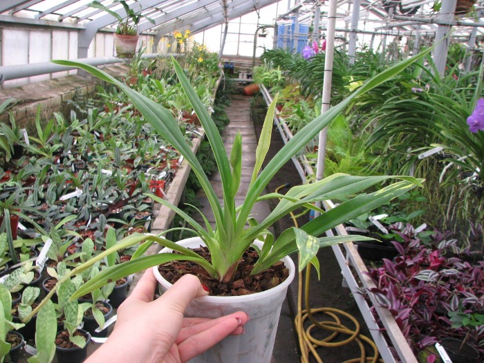 Phragmipedium schlimii.JPG
