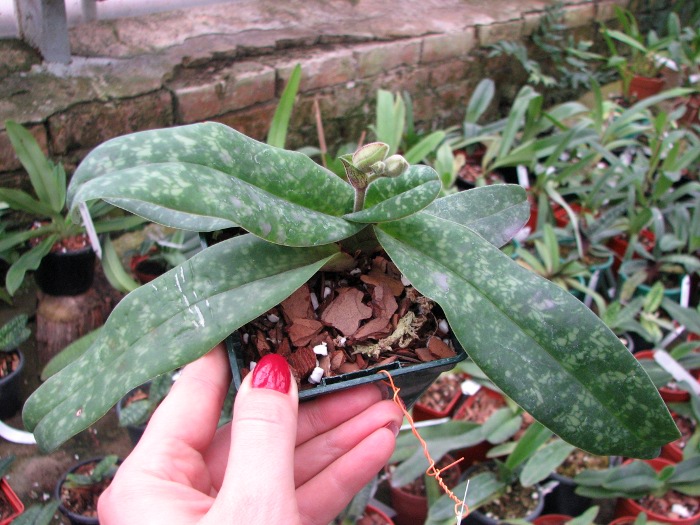 Paphiopedilum concolor.JPG