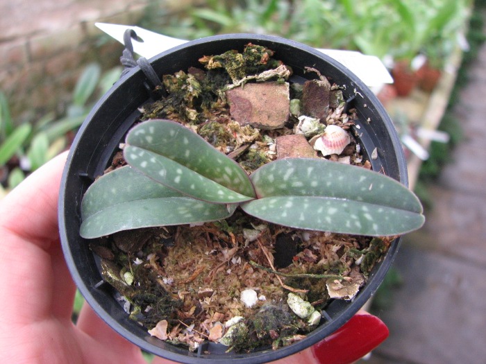 Paphiopedilum thaianum.JPG