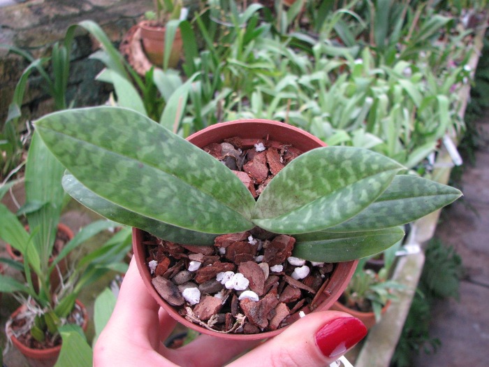 Paphiopedilum venustum.JPG