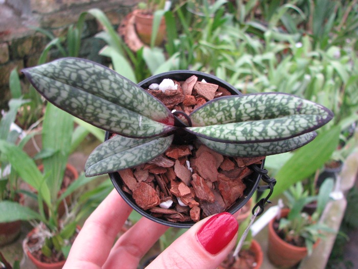 Paphiopedilum delenatii fma. vinicolor.JPG