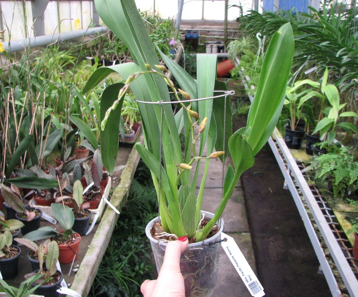 Wilsonara Pacific Panache 'Kenny Boy'.JPG