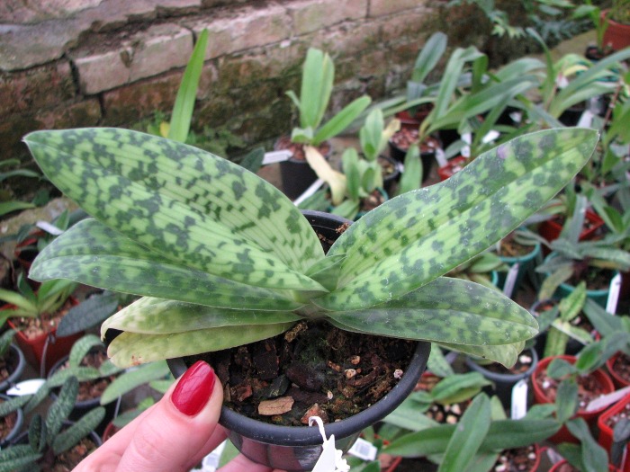 Paphiopedilum sukhakulii.JPG