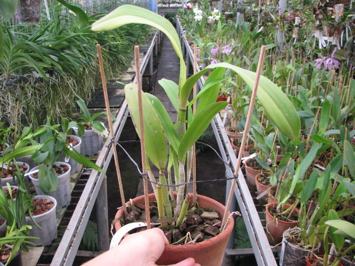 Epilaeliocattleya Mae Bly 'Ching Hua Splash' (Epidendrum mariae x Laeliocattleya Ann Follis).JPG