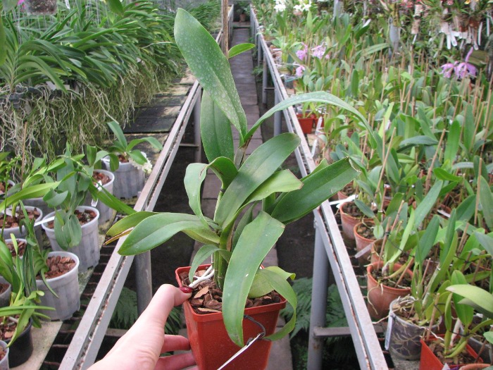 Epicattleya Siam Jade 'Avo' (Cattleya Penny Kuroda x Epicattleya Vienna Woods).JPG