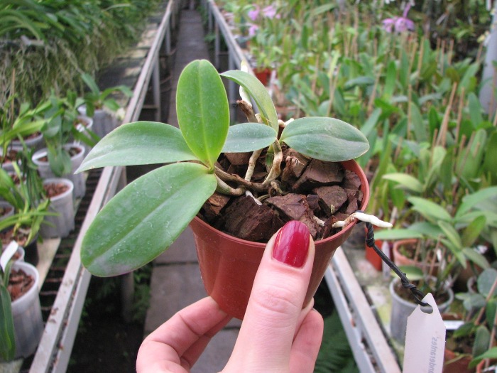 Cattleya Brabantiae 'Banderantes'.JPG