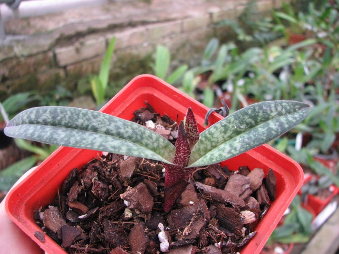 Paphiopedilum armeniacum.JPG