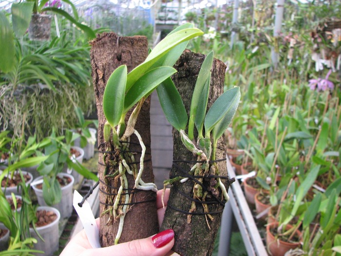 Laelia jongheana.JPG