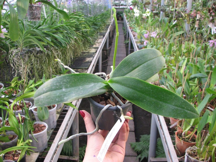 Phalaenopsis amabilis 'ORCHIS'.JPG