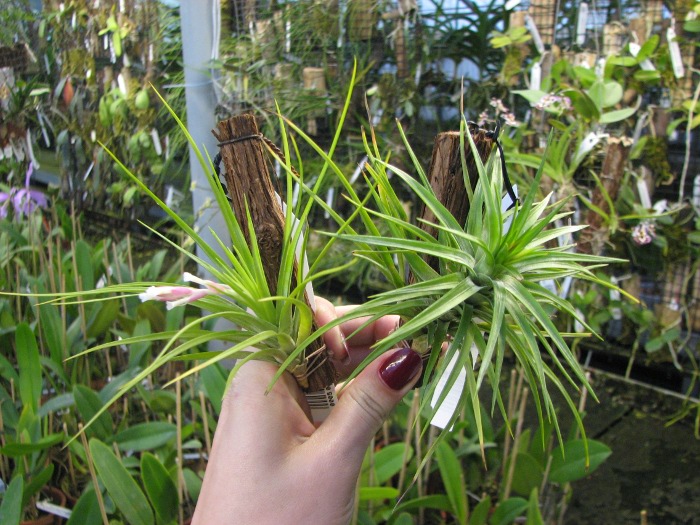 Tillandsia montana.JPG