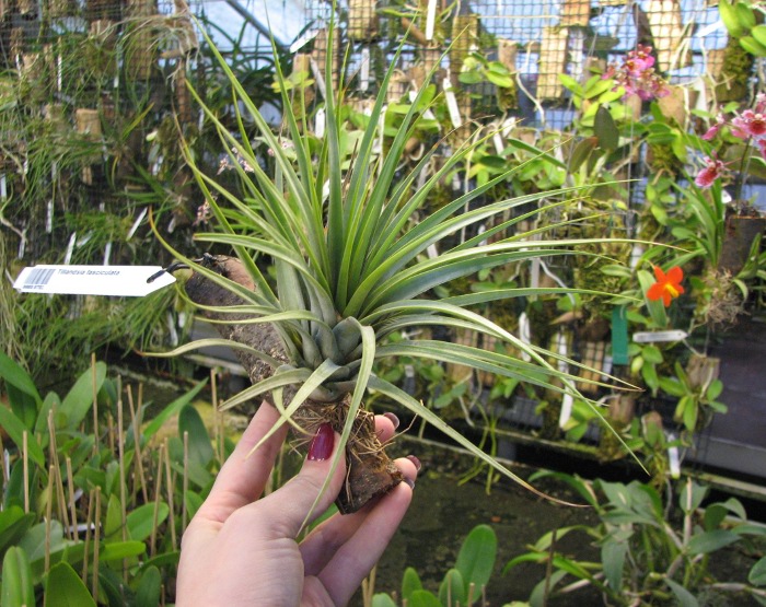 Tillandsia fasciculata.JPG