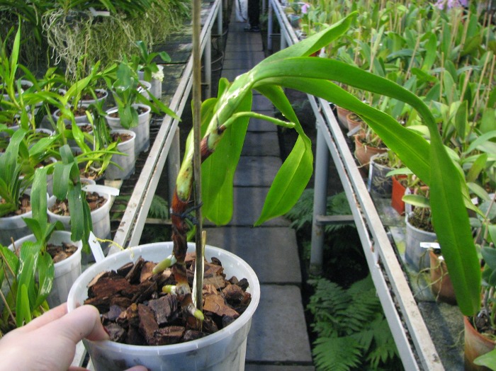 Aerides quinquevulnera var. purpurata.JPG