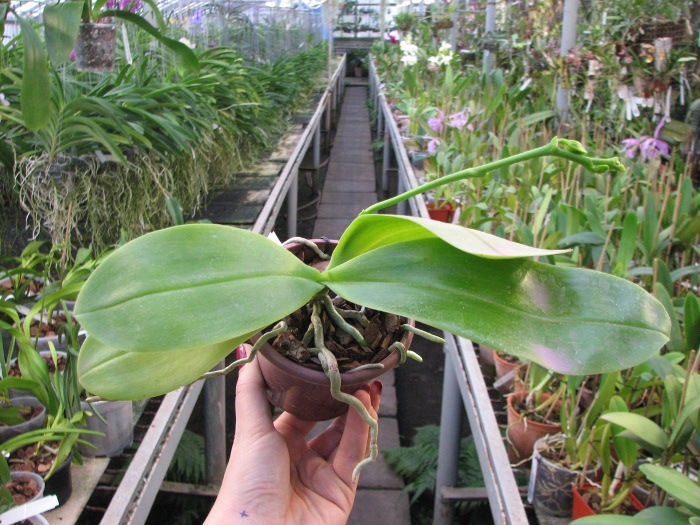 Doritaenopsis Sogo Meili x Phalaenopsis Ld's Bear Queen.JPG