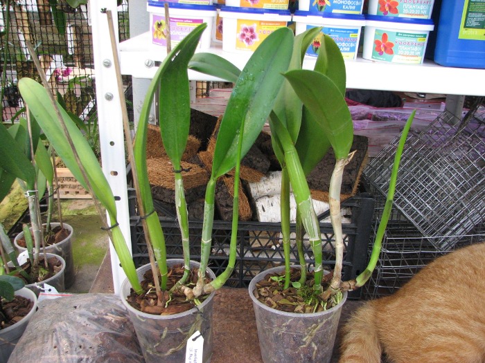 Brassocattleya Golf Green 'Hair Pig' (Cattleya Moscombe x Brassavola digbyana).JPG