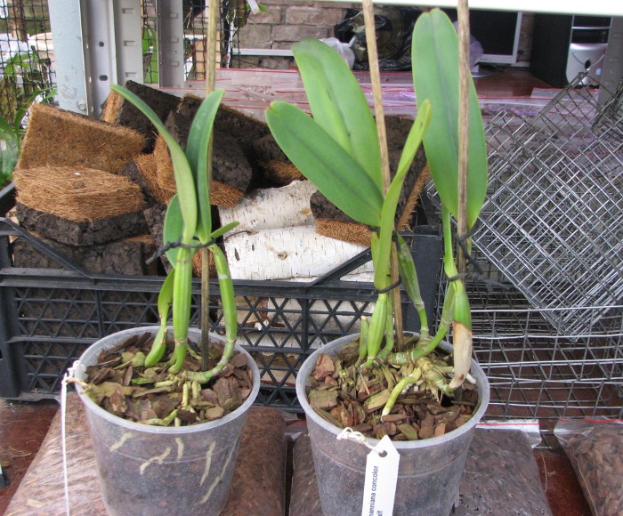 Cattleya lueddemanniana concolor (clara) x self.JPG
