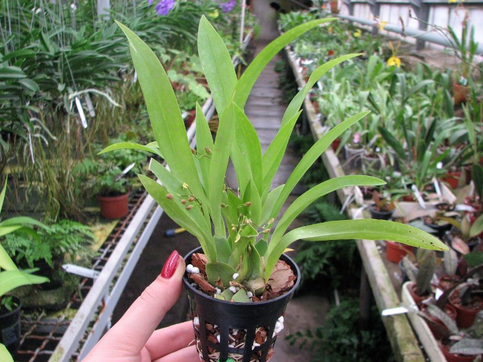 Oncidium Twinkle 'Red Fantasy'.JPG