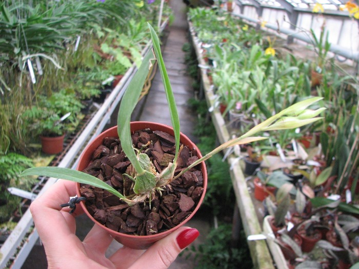 Rhynchostele cervantesii.JPG