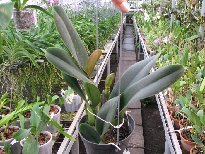 Brassolaeliocattleya Sanyung Ruby 'Kuang Lung' (Waianae Coast x Chia Lin).JPG