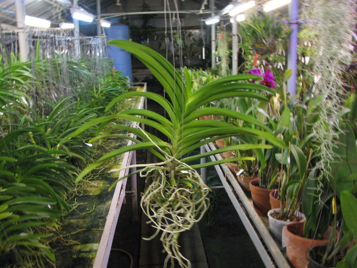 Ascocenda Udomchai Beauty.JPG