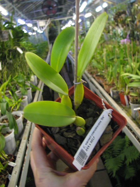 Cattleya warneri coerulescens 'RK' XXX x SELF.jpg