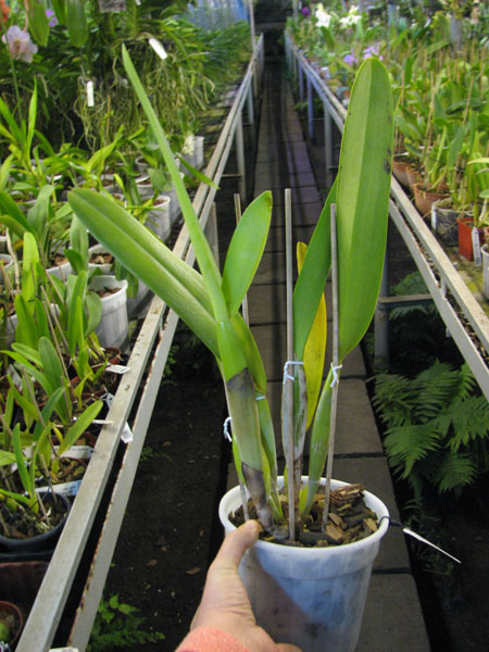Laeliocattleya C G Roebling 'Blue Indigo'.jpg