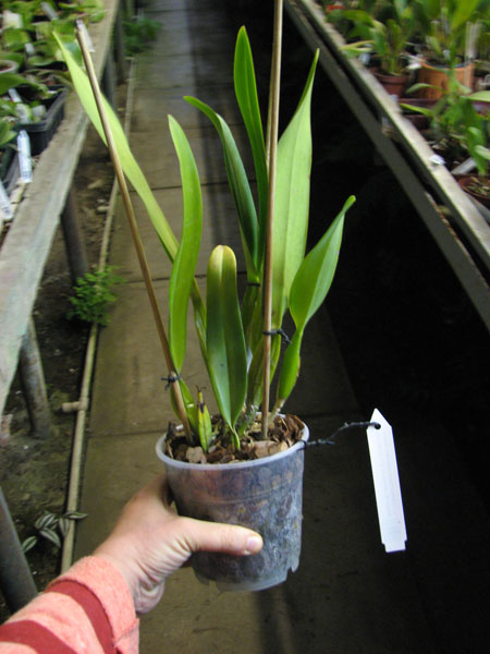 Laeliocattleya Canhamiana coerulea 'Azure Skies'.jpg