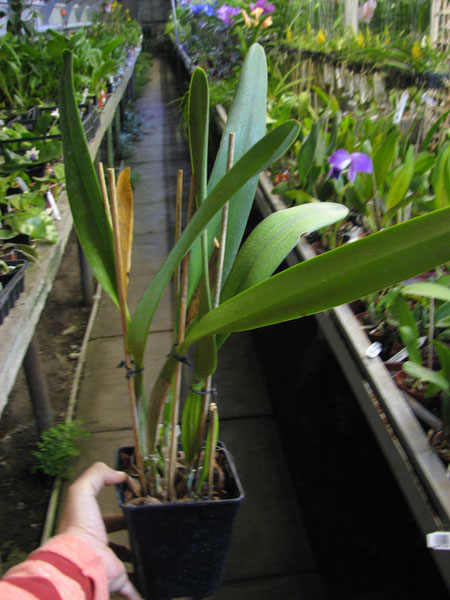 Laelia purpurata (Anelata 'Adans' x Anelata).jpg
