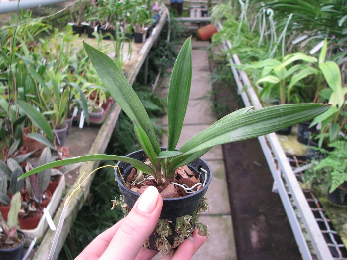 Ionopsis utricularioides.JPG